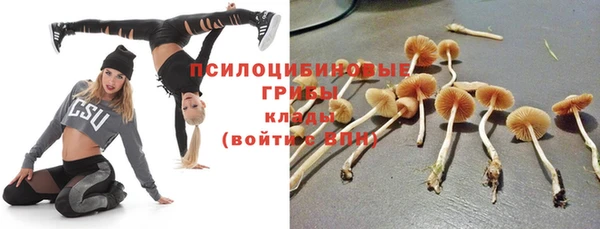 гашик Алексин